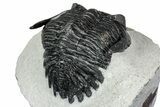Detailed Hollardops Trilobite - Ofaten, Morocco #347777-4